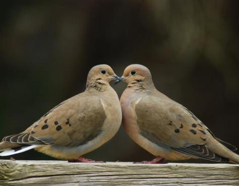 Courting Doves at my back door. Doves
