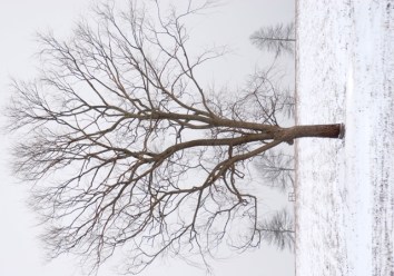 dsc_0028-adj-web Winter, 2009